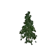 Fir Tree Large 3D model