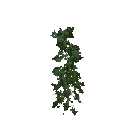 Fir Tree Small 3D model