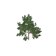 Oak Tree 3D model