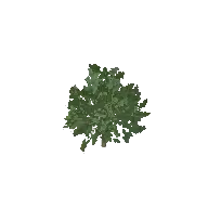 Oak Tree Large 3D model