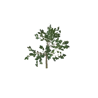 Oak Tree Small 3D model