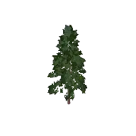 Pine Tree 3D model