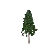 Pine Tree Tall 3D model